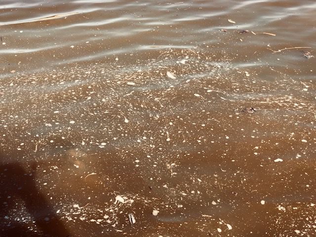 Solids float in the Victoria Bridge Canal